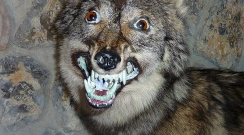 Эмилька-карамелька и волки!