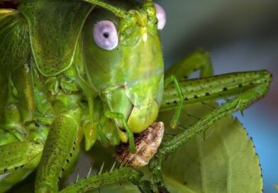 Эмилька-Карамелька и кузнечик 3 метра ростом