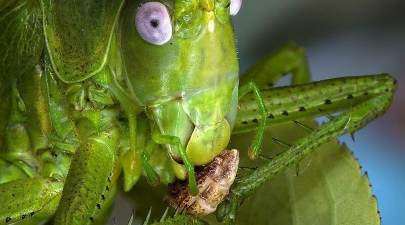 Эмилька-Карамелька и кузнечик 3 метра ростом